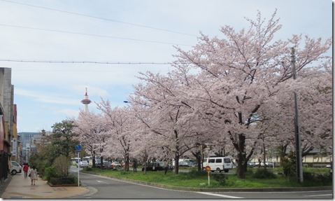 IMG_0010　桜